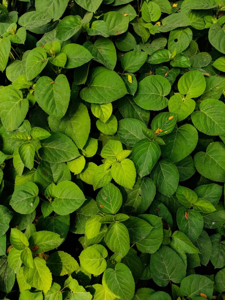 pexels-photo-36297521-36297521 Close-up of lush green leaves showcasing diverse shades and textures.
